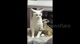 Affectionate meerkat hugs cat in China