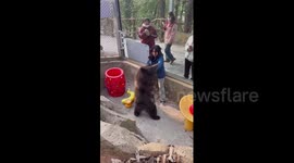 Mini fight between keeper and bear cub at zoo in China
