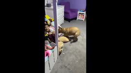 Zoomies Take No Prisoners