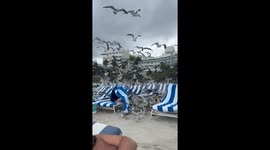 Flock Of Gulls Screech Over Beachgoers