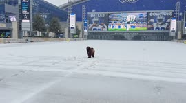 Short video of a large dog playing in the sleet and show at the Ford Center (Dallas Cowboys)