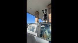 Modern-Day Noah's Ark Transports Pups And Ponies