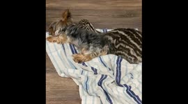 Baby Emu Cuddles With Yorkie