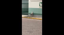 Dog Defies Gravity With Wall Excrement