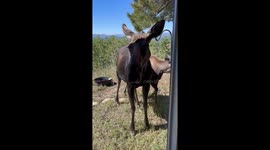 Moose and Calf Visit Airbnb