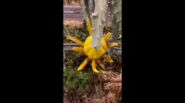 Nature's symphony: The audible beauty of Yanwo fruit flowers in bloom