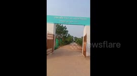 Wild elephant causes raucous outside school in India