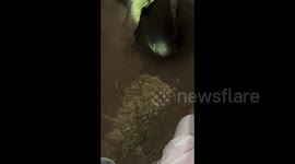 Puppy rescued from borewell after being stuck for 10 hours