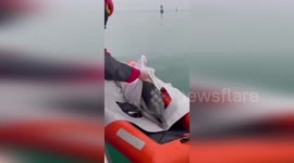 Firemen rescue dolphin stuck in shallow water in Italy