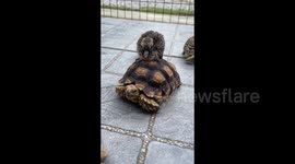 Yee hawk! Pet bird rides on tortoise's shell