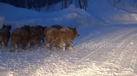 Herd of wild boars walking on snowy road