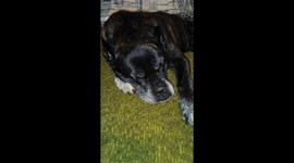 A funny sleeping dog dreaming about something, with a cute little bark in its sleep.