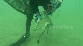 Diver rescues baby stingray trapped in discarded fishing net