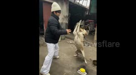 China: High-Fiving with the Dog in Sanmenxia