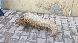Endangered Indian pangolin rescued by Indian army, wildlife officials