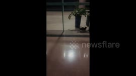 China: Cat Bumping Into a Glass Door and Walls
