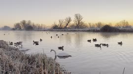 Frosty river Sunrise with Swans
