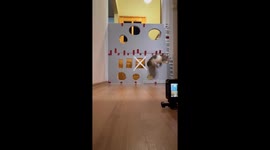 Cat Tries Cardboard Hole Challenge
