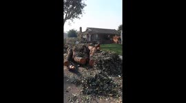 Los Angeles Fire/Eaton Fire - Tree collapsing after huge winds that created the fire
