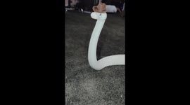 Silly Snake In A Tiny Cowboy Hat