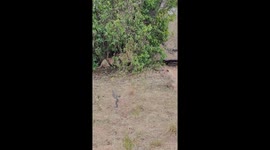 Black Necked Spitting Cobra Scares Off Lion Pride