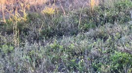 Florida men has close encounter with bobcat while bicycling on the Everglades Canal