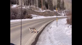 Lynx Family Crosses Road
