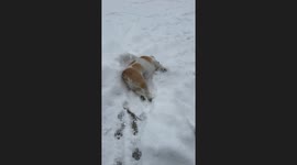Bulldog Gets Back To Sledding