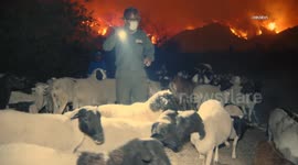 US, Los Angeles: Brentwood Hundred of Goats Escape Amid Palisades Wildfire Evacuation Part 2