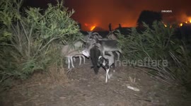 US, Los Angeles: Brentwood Hundreds Of Goats Get Evacuated From Wildfire