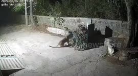 Clever leopard quickly avoids being trapped in cage