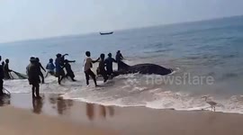Fishermen remove 13ft whale shark trapped in net