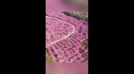 Pink trumpet trees blossom in winter in south China