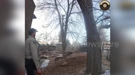 US: Deer Rescued After Hammock Tangle in Colorado Community