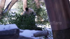 US: Giant panda pair to debut in DC zoo