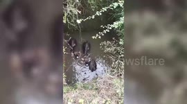 India: Stranded bison freed from 30-foot well of village