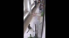 Monkey rampages through school corridors in Thailand