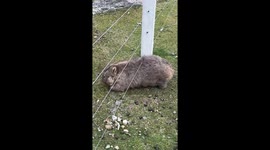 Wombat satisfyingly scratches its back on fence wire