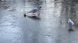 Gull struggles with a coffee cup while standing on the ice of a frozen lake in St James's Park, central London