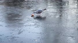 Gull struggles with a coffee cup while standing on the ice of a frozen lake in St James's Park, central London
