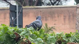 Two pigeons flirt and kiss until the arrival of the third wheel ruins the whole intimate atmosphere of the ritual in Rome.