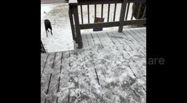 Letting our indoor kitty try the snow with dog and two girls