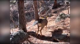 US: Colorado Buck Rescued After Hammock Tangled in Antlers Left It Unable to Eat or See