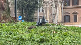 Two pigeons flirt and kiss in an urban setting in winter season in Rome.