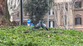Two pigeons flirt and kiss in an urban setting in winter season in Rome.