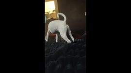 King like to play and clean my cat.The cat is named Buddy and they play and steal together