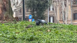 Two pigeons flirt and kiss in an urban setting in winter season in Rome.
