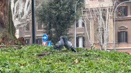 Two pigeons flirt and kiss in an urban setting in winter season in Rome.