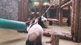 Panda mum gives playful daughter a fighting chance by wrestling upside down