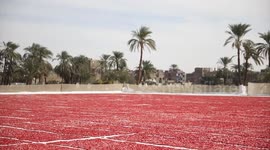 Tomato farmers in S. Egypt turn to sun-dried product exports to boost income